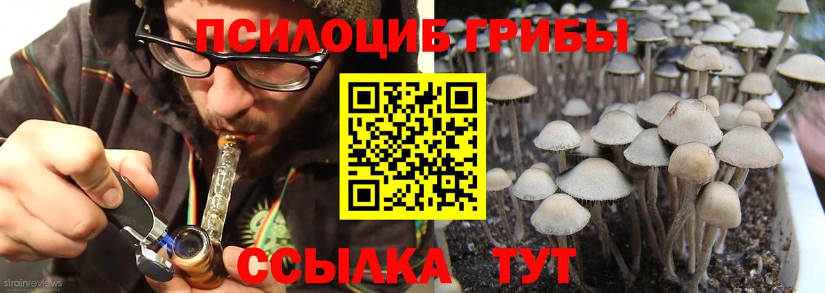 Богданович  купить наркотик  Вход с VPN  Псилоцибиновые грибы Psilocybe 